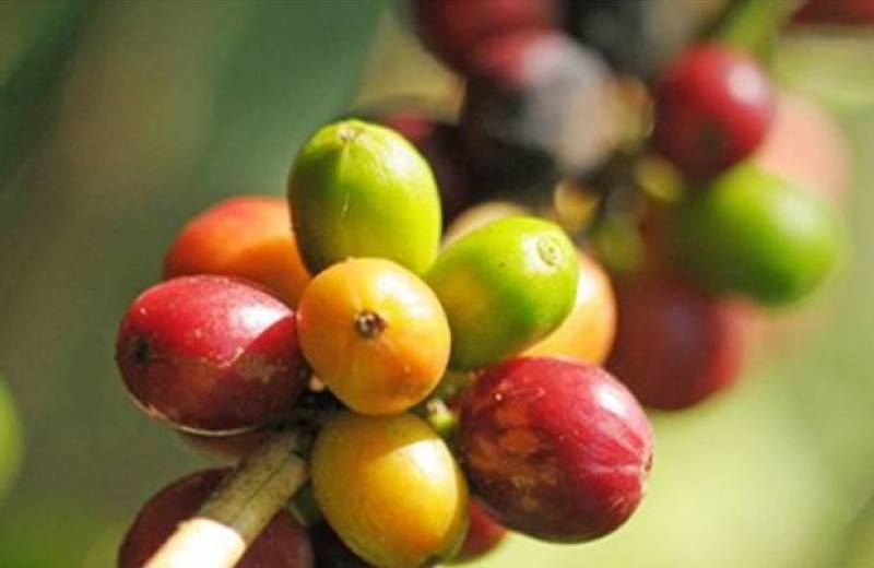 D'où viennent les produits Buenavita ?